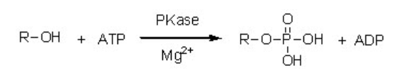 Synthesis of nicotinamide ribose phosphate from nicotinamide ribose.